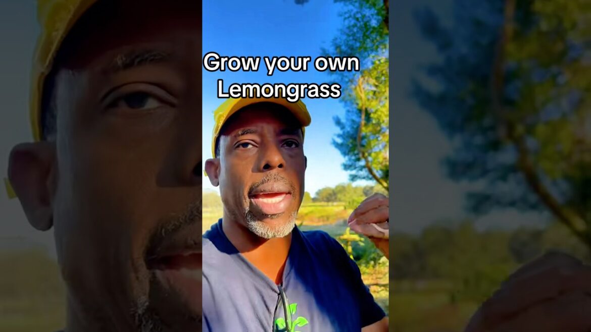 Grow your own lemongrass #lemongrass #andrethefarmer #growyourownfood #gardeningtips #gardening