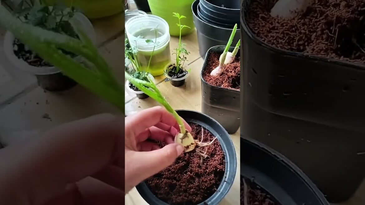 Easy Way to Grow Garlic in Pots #gardening #homegardening #growgarlic #containergardening #garlic