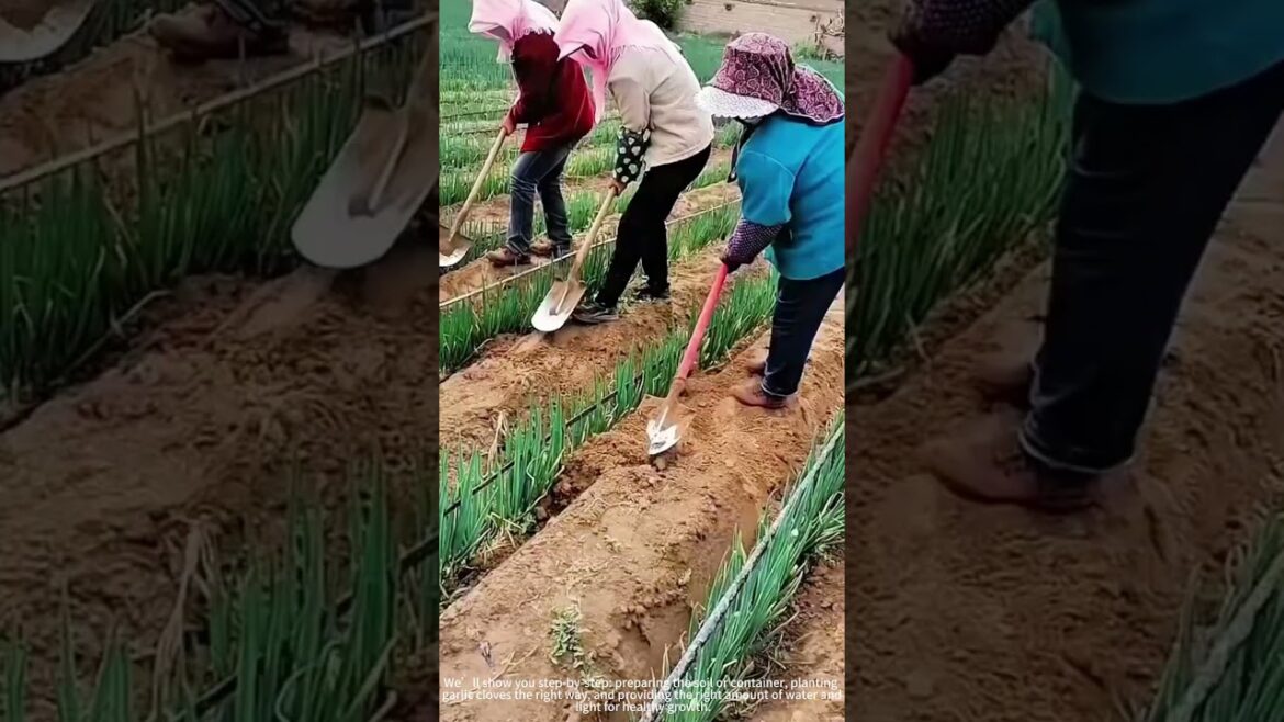 Growing Garlic Sprouts at Home! 🌱