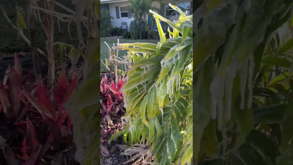 ICE and ICICLES on Palm Trees in Central Florida on 2/1/2026! #gardening #plants