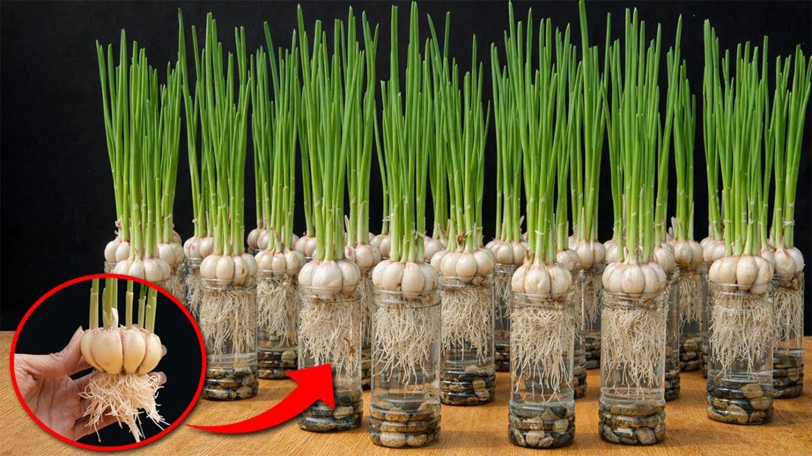 Super Easy Secret To Growing Garlic At Home - Harvest 1 Quintal, After Just A Few Weeks