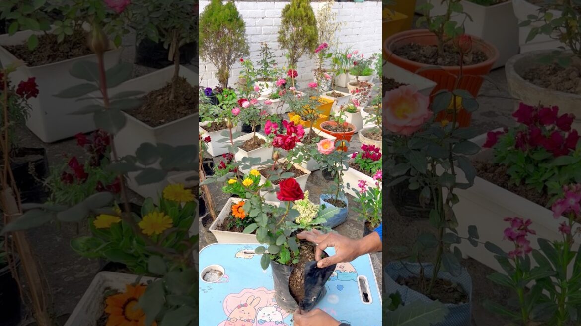 Poly Bag se Gamle me Tea Rose | Transplanting Rose Plant 🌹#short #gardening #winter #dmask rose