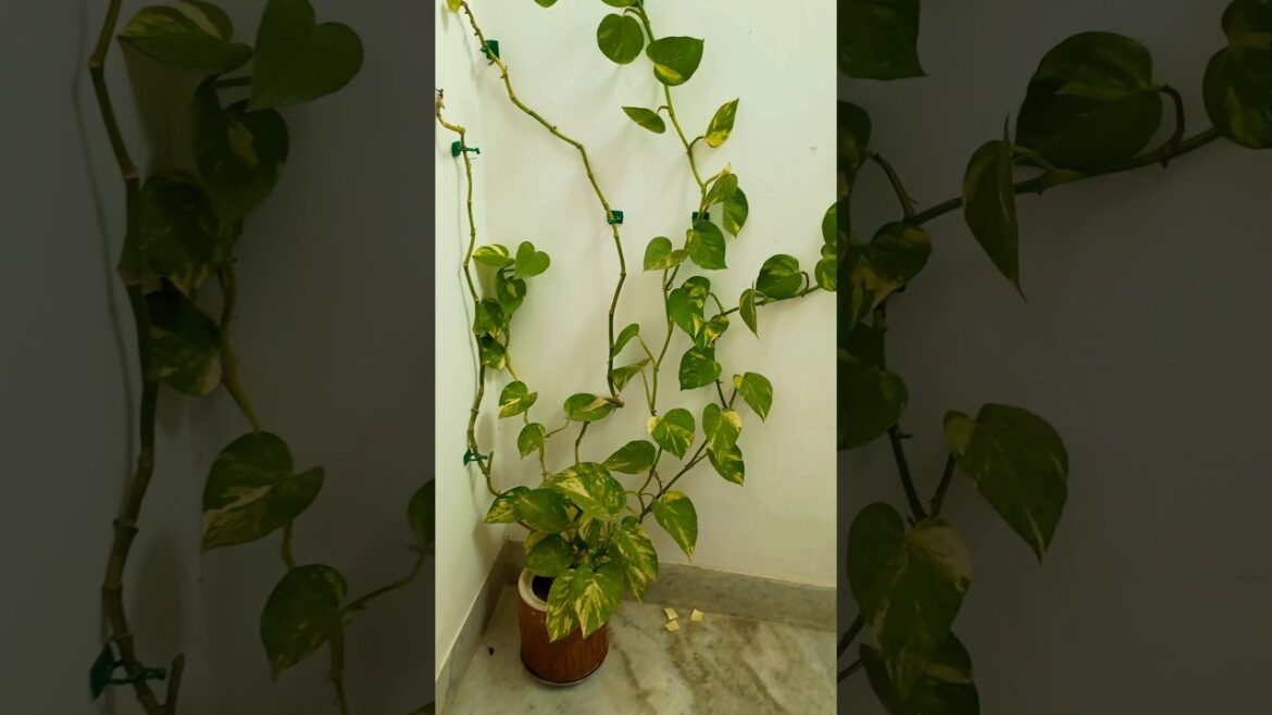 money plant important facts 🌲 #shortvideo #garden #houseplants #trending #nature #indoorplant #viral