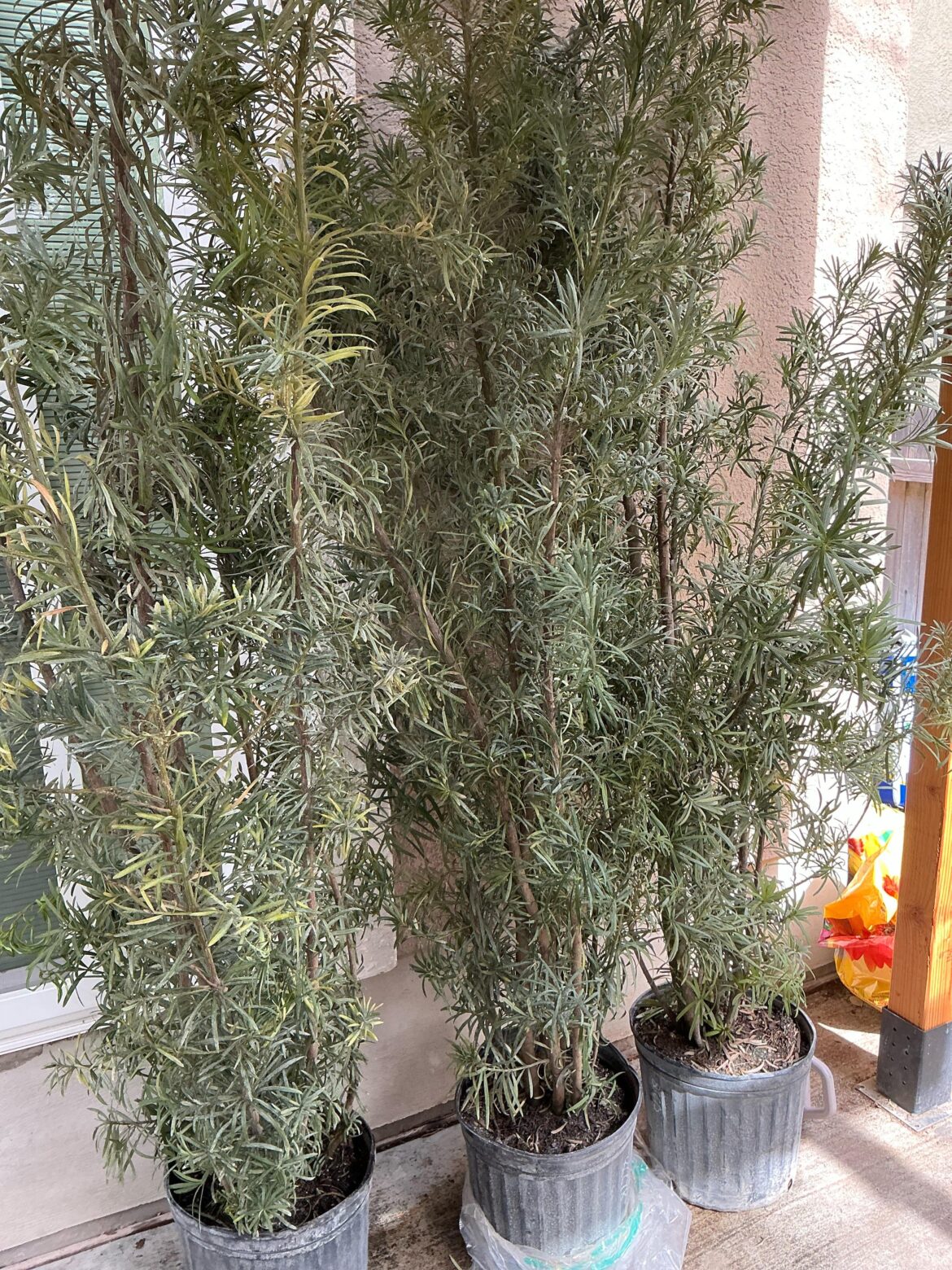 Would it be advisable to plant three 7-foot podocarpus trees this month?