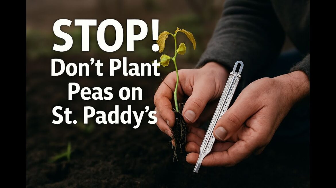 Stop Planting Peas on St. Patrick’s Day! (Do This Instead) 🌿