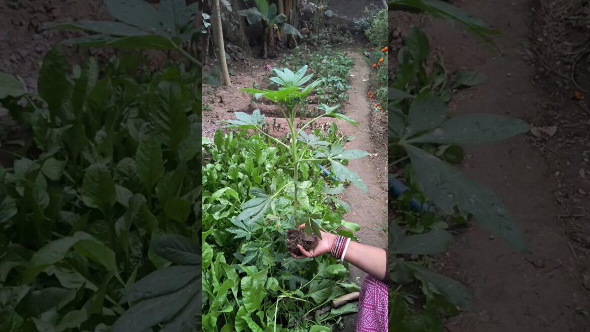 #gardening #youtubeshorts