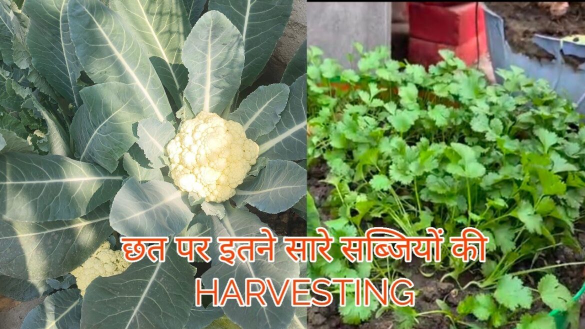 Terrace garden me itne saare sabjiyon ki Harvesting|Organic vegetable garden