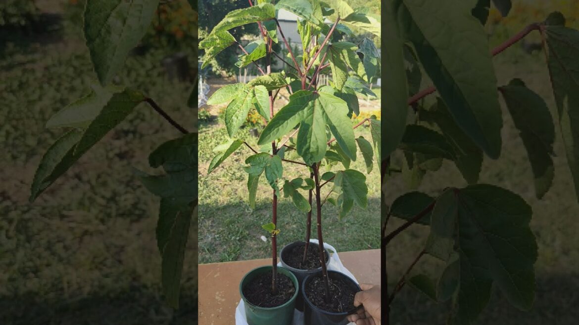 Gongura: The Superfood of My Organic Garden! #shorts Gongura: The Superfood of My Organic Garden! #shorts