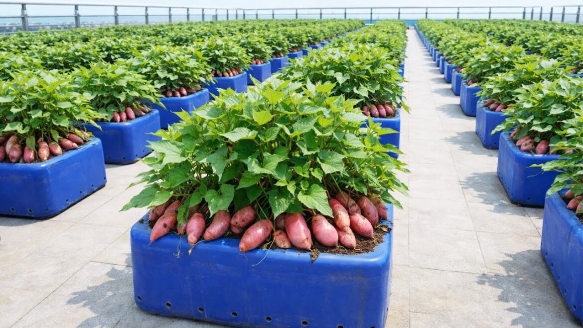 High Yield Sweet Potato Harvest Using Simple Container Gardening
