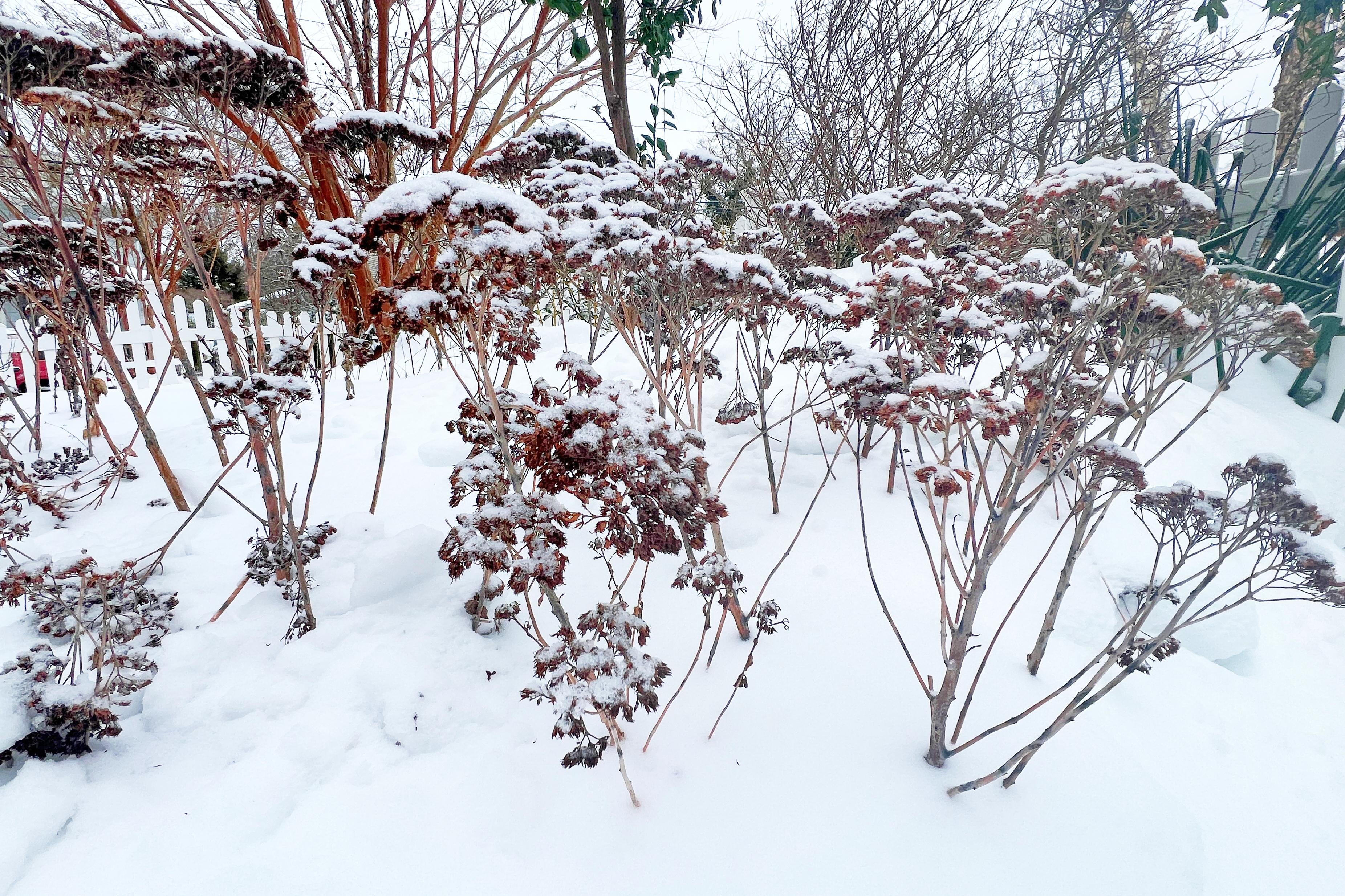 A mound of snow insulates dormant sedums in a garden...