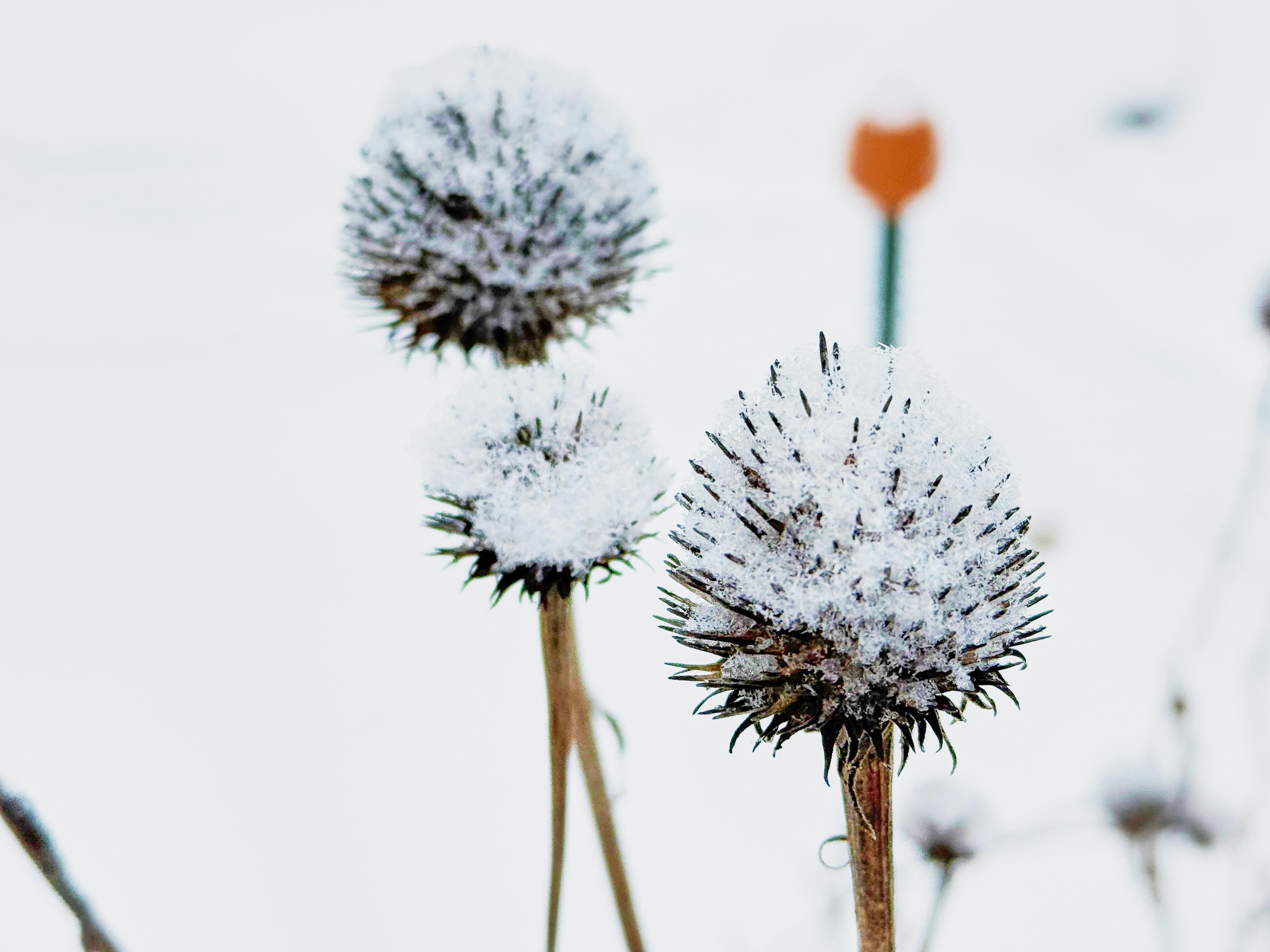 Snow covers bergamot stalks in a garden after a winter...