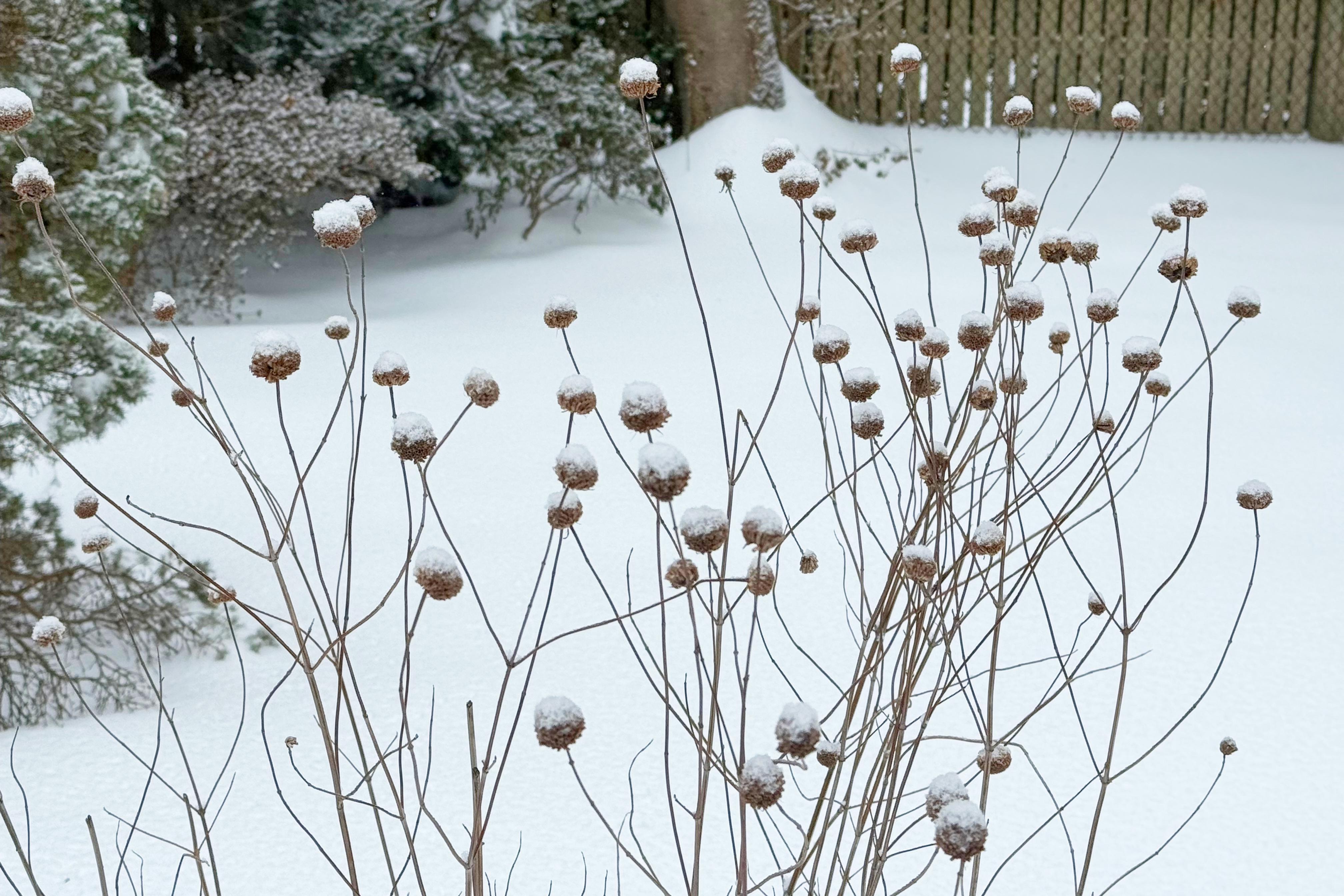 Snow covers bergamot stalks in a garden after a winter...