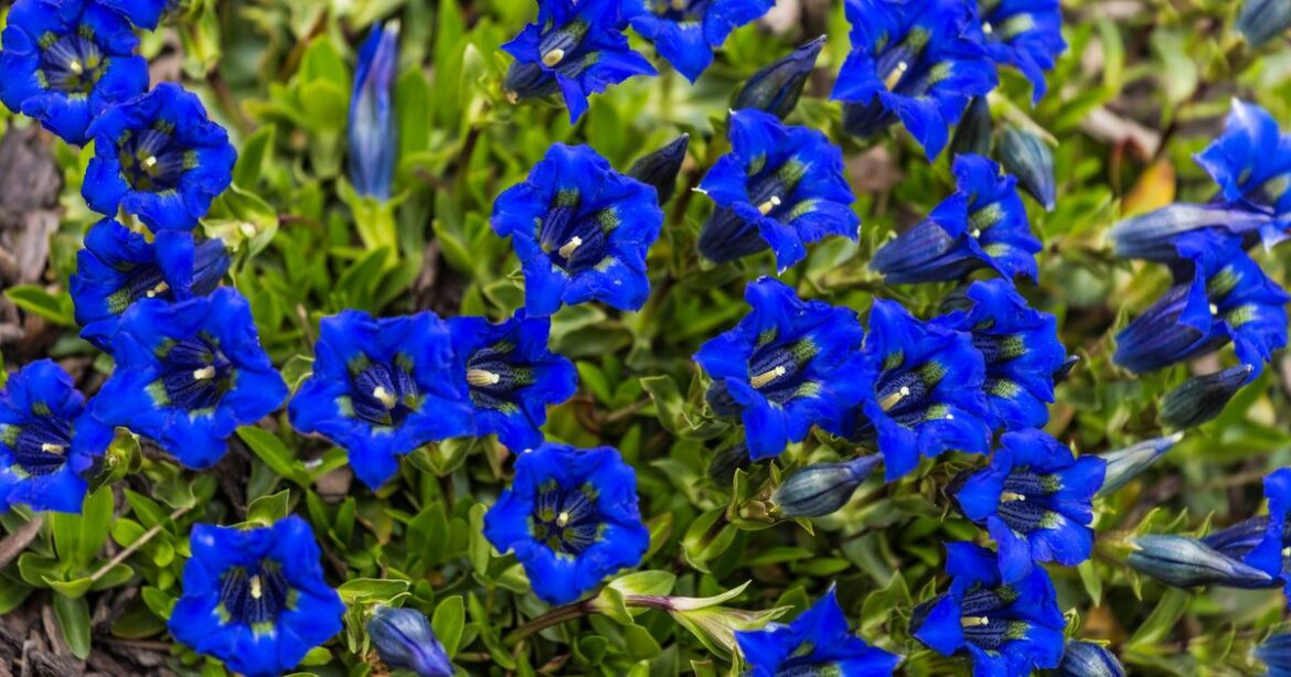 Gardens will be full of ‘gorgeous shades of blue’ if you plant 5 flowers gardeners love Devon Live