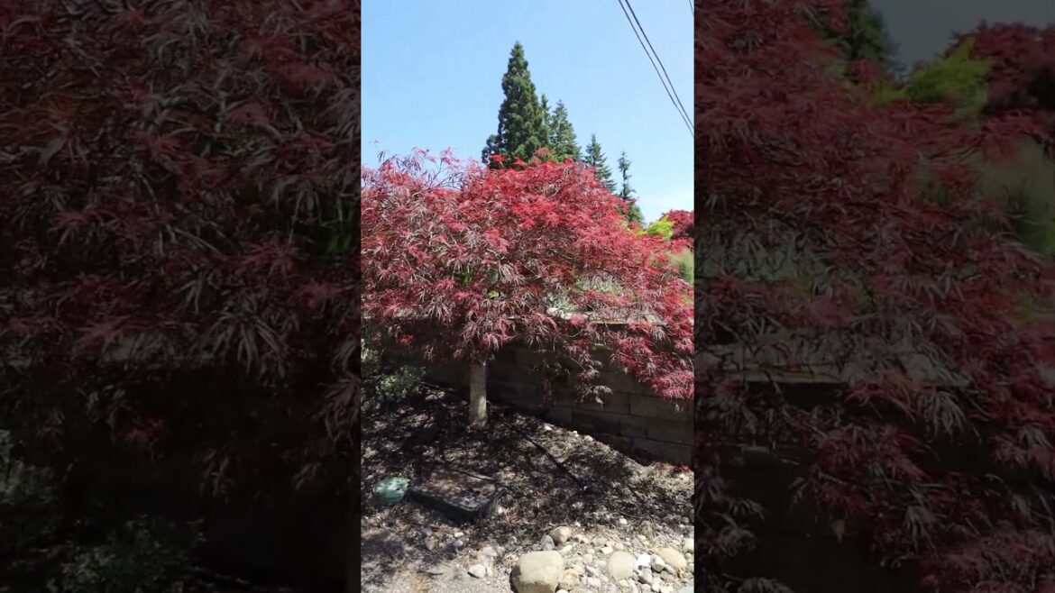 Japanese maple pruning 1 month update. #maple #japanesemaple #bonsai #niwaki #tree #trees #pruning