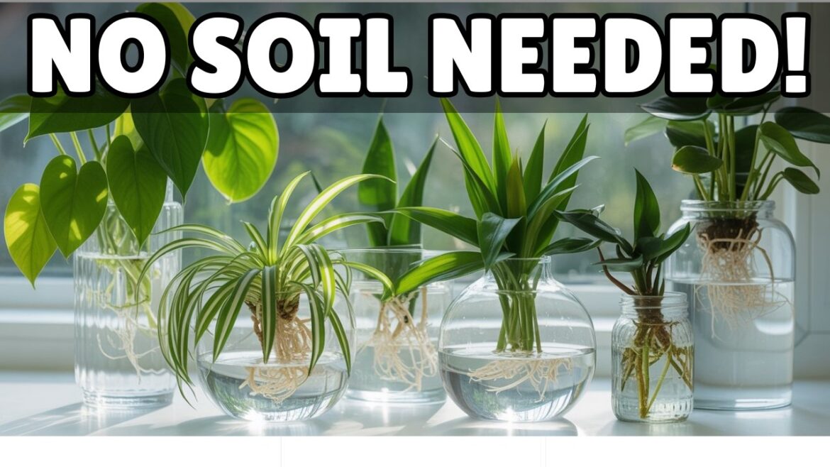 17 Stunning Houseplants That Can Grow in Water – NO SOIL NEEDED! 17 Stunning Houseplants That Can Grow in Water - NO SOIL NEEDED!