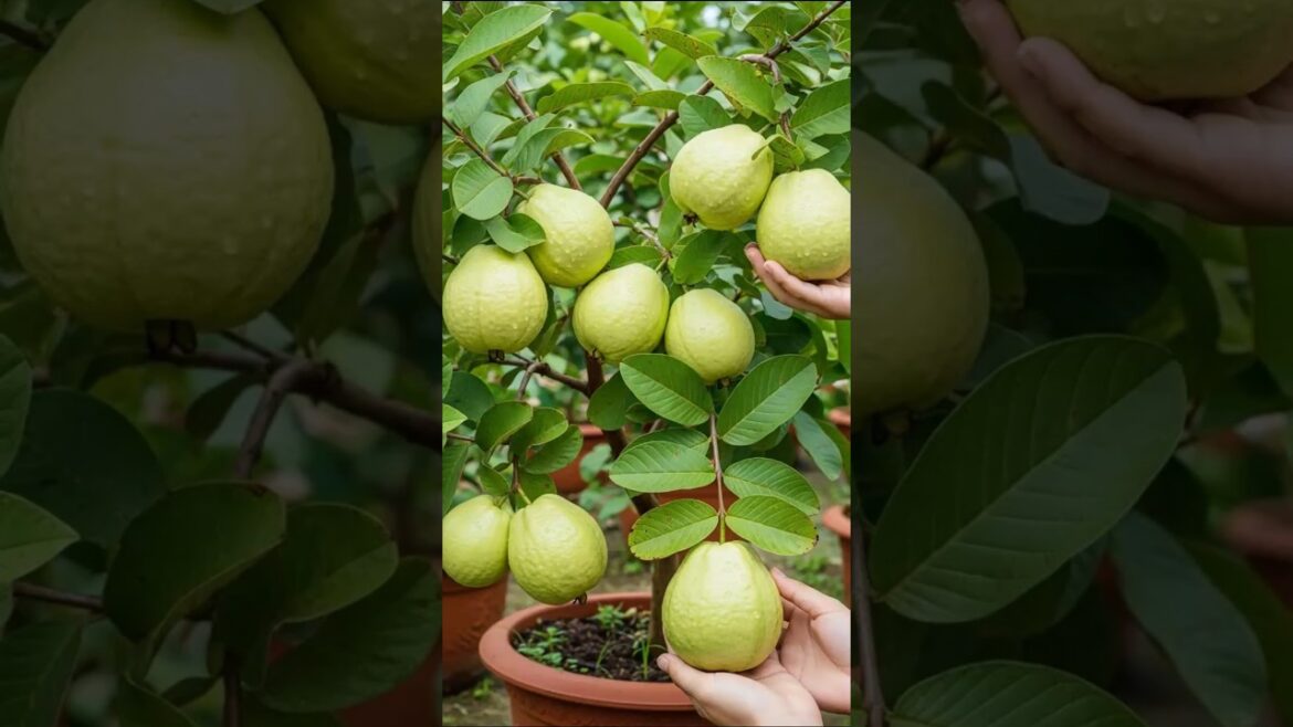 Guava Tree Grows 10X Faster Using THIS Trick! 🌱😱 #guava #fruittree #gardening