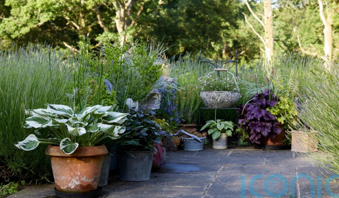 Money-saving tips and tricks with container gardening