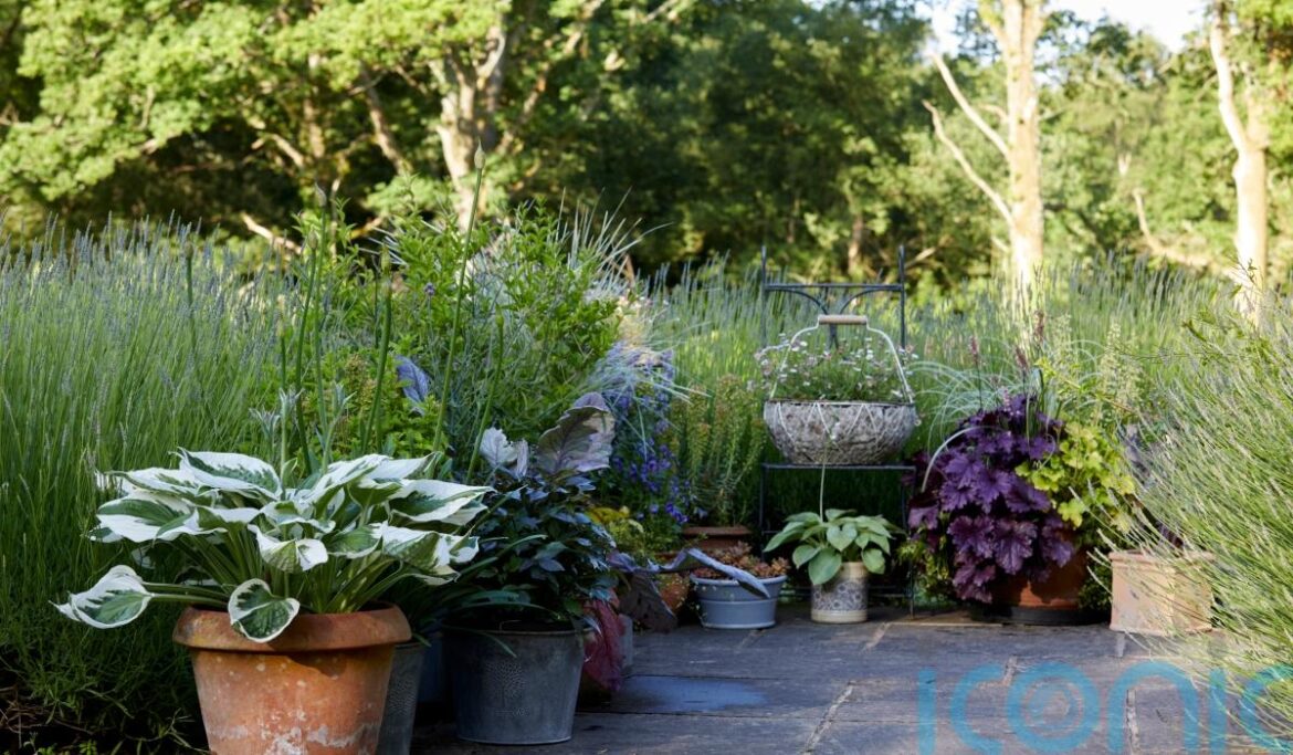 Money-saving tips and tricks with container gardening