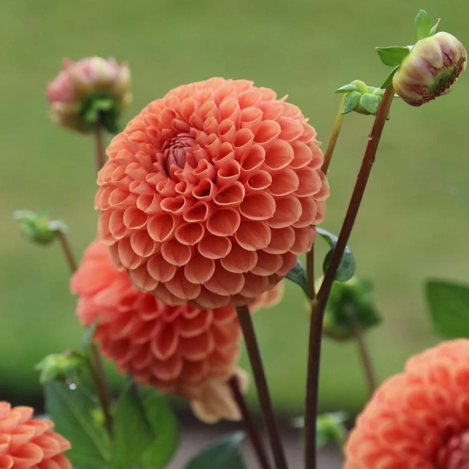 Dahlia 'Cornel Brons'