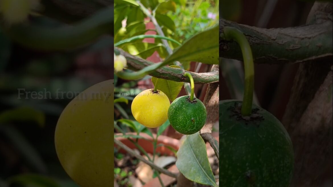 Our First Baraba Fruit Ever  (Grown in a Pot!)
