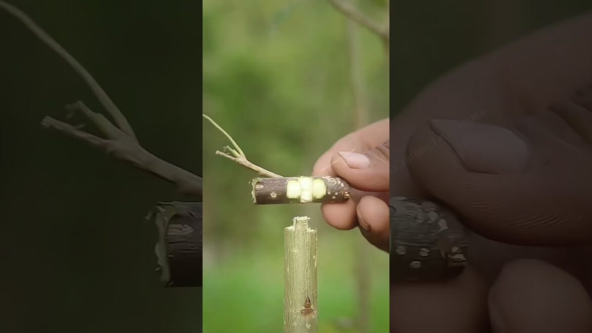 new techniques of grafting #treanding #satisfying #grow