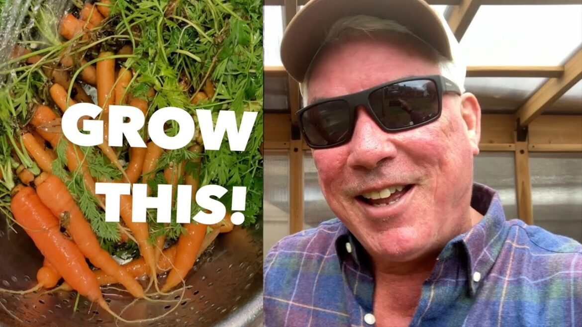 Growing Small Carrots in Grow Bags The Adelaide F1 from Johnnys Selected Seeds Growing Small Carrots in Grow Bags The Adelaide F1 from Johnnys Selected Seeds