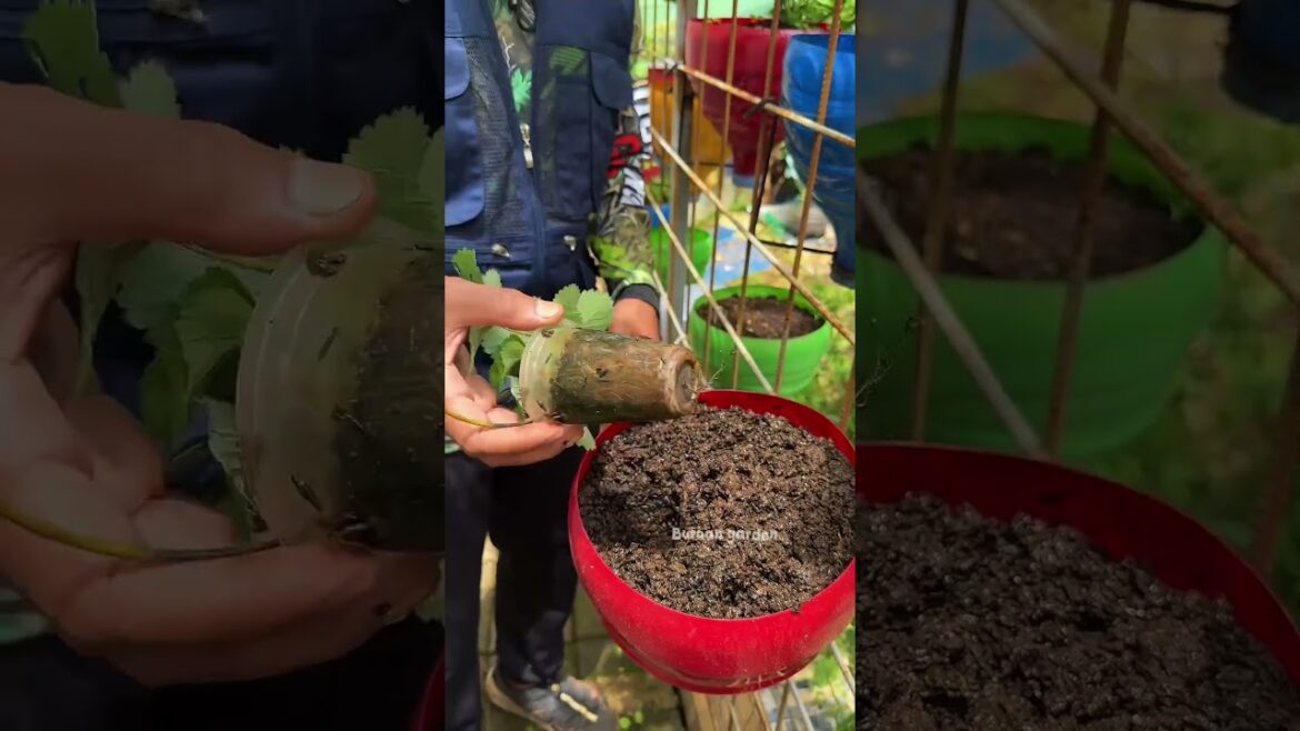 Planting pollen strawberries in used gallon hanging pots #strawberry #gardeningideas #gardening