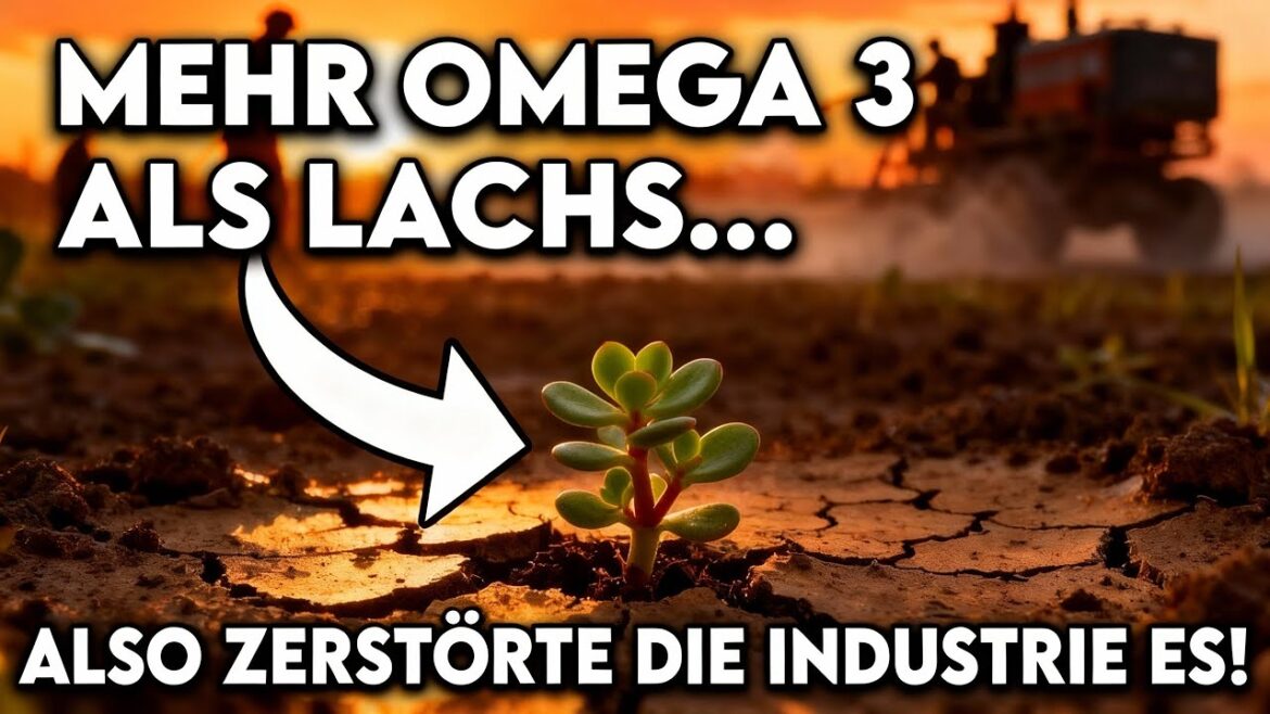 Mehr Omega-3 als Lachs pro Blatt: Sie machten eine Superpflanze zum „Unkraut"
