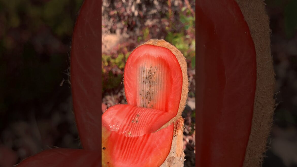 How to cut fruits into different shapes | Gardening Tips 🍐🍉🍓 #satisfying #shorts