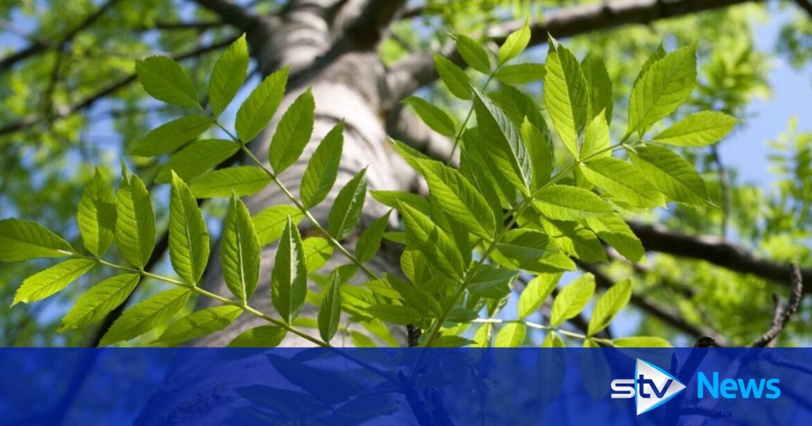Woman stalked her neighbour after cutting down tree in his garden 