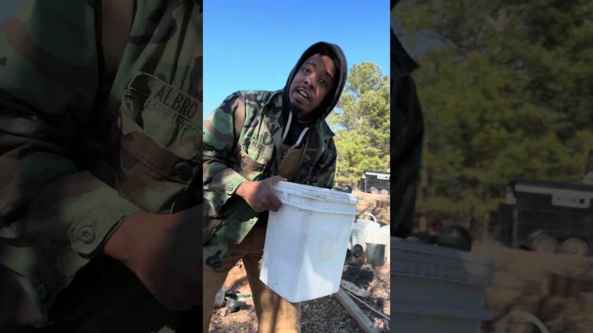 Benefits of Container gardening vs inground gardening! #homestead #gardening