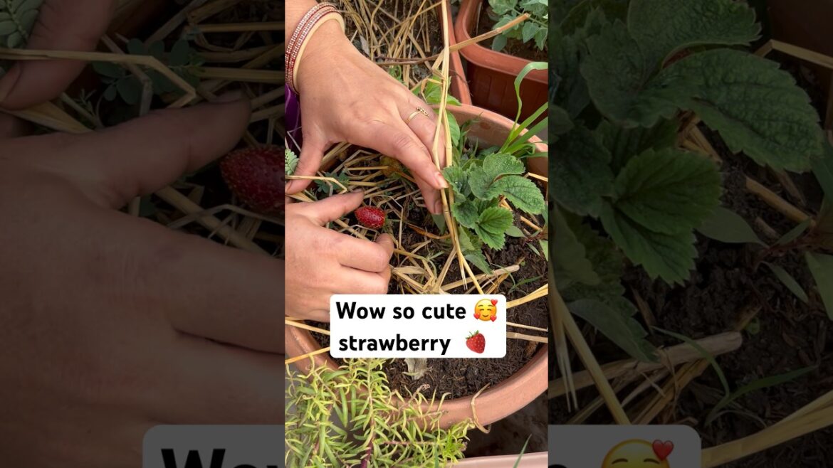 Strawberry 🍓 harvest on my terrace garden #gardening #garden #shortvideo #plants #fruit ￼