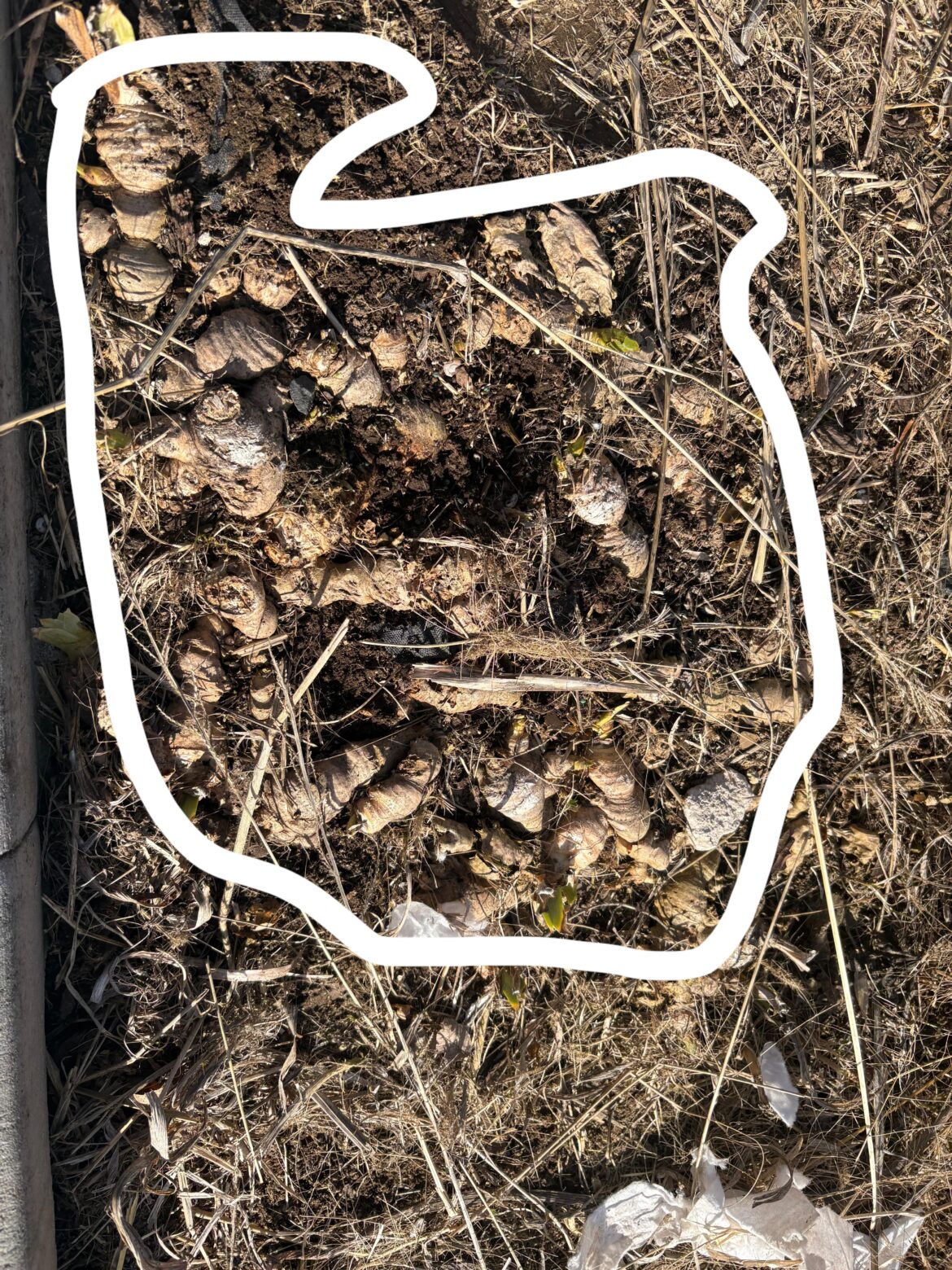 Wife thinks this is ginger? I don’t know what it is Nampa, ID