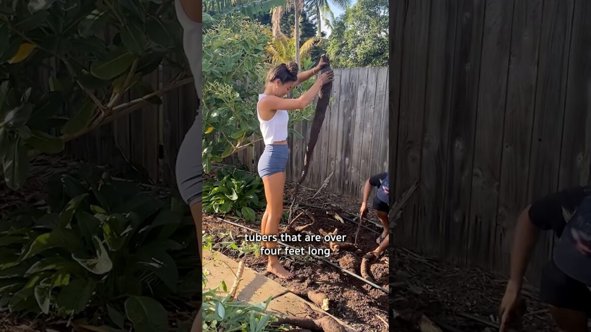 The plant you need to grow! The plant you need to grow!