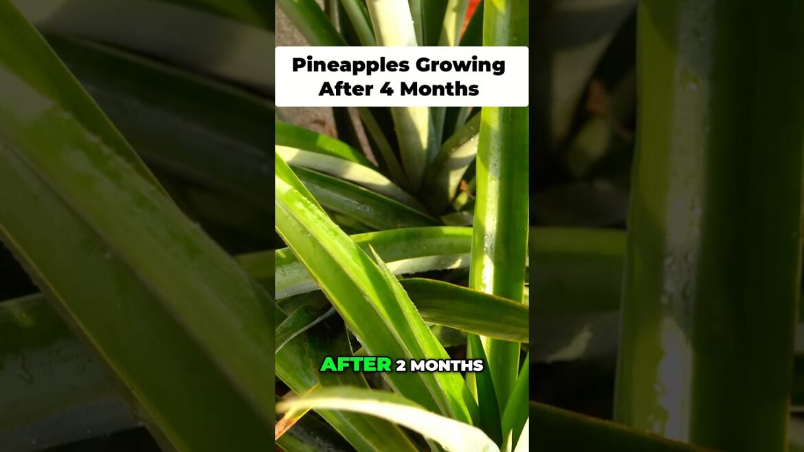 Fast-Track Pineapple Fruiting (The Secret Method) 🤫