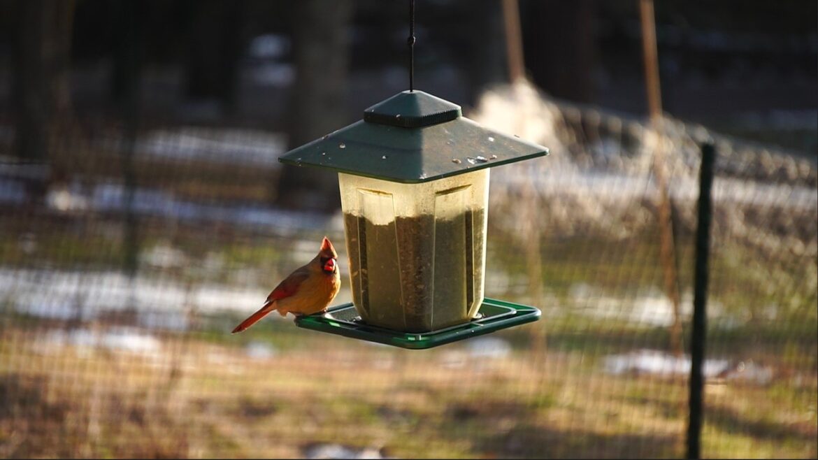 Birds Feeding at the feeder #songbirds #tennessee