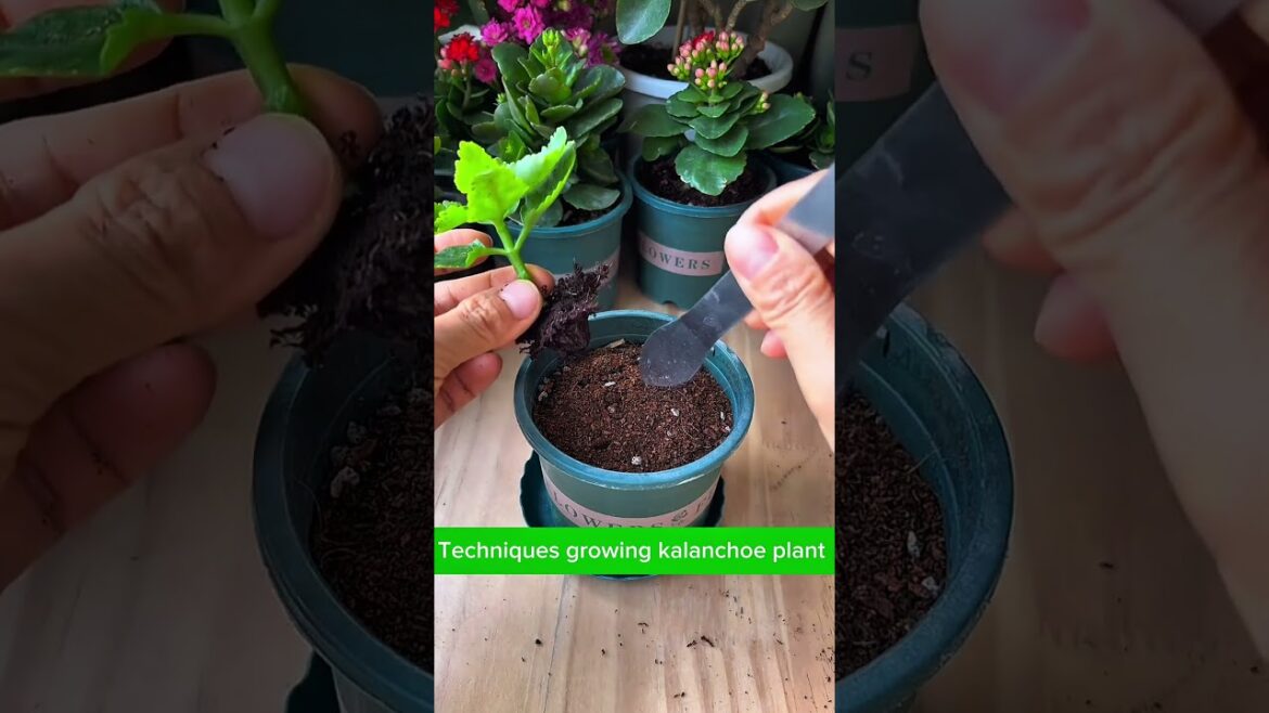 Tips planting kalanchoe plant #plants #flowers