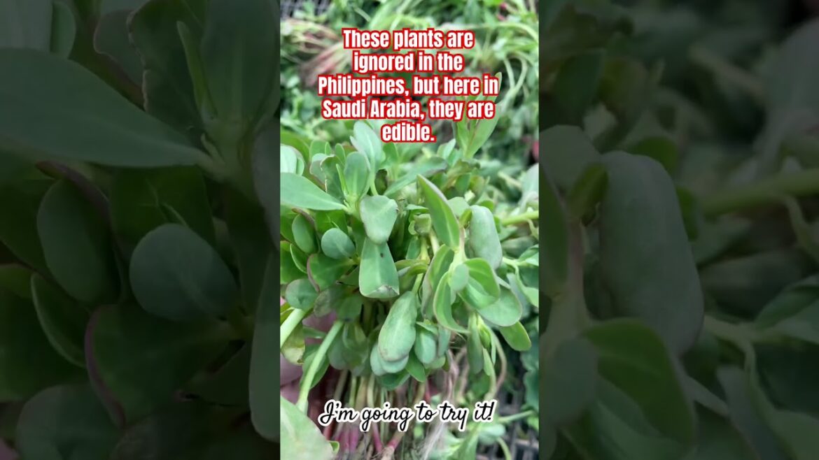 Edible Plants in the Wild.