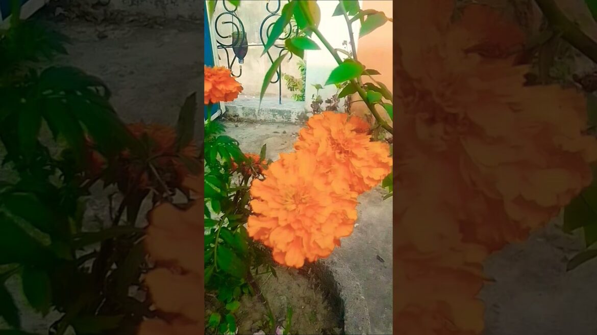 beautiful flower ๐น๐บ๐ท#beautiful #flowers #garden #nature #gardeningtips #A&P_gardening beautiful flower ๐น๐บ๐ท#beautiful #flowers #garden #nature #gardeningtips #A&P_gardening