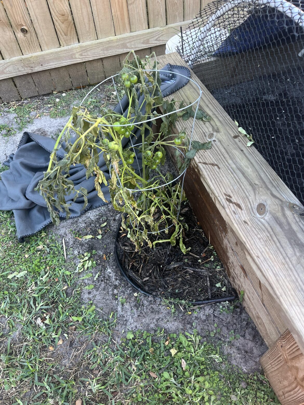 Will my tomato survive?