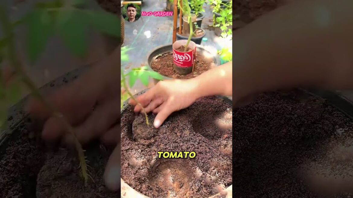 Smart Trick to Transplant Tomatoes Like a Pro.  #ngogarden #garden #gardening #homegarden