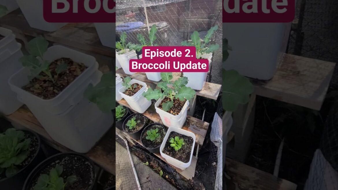 Container broccoli growth update #containergardening #beginnergardener #urbangardening