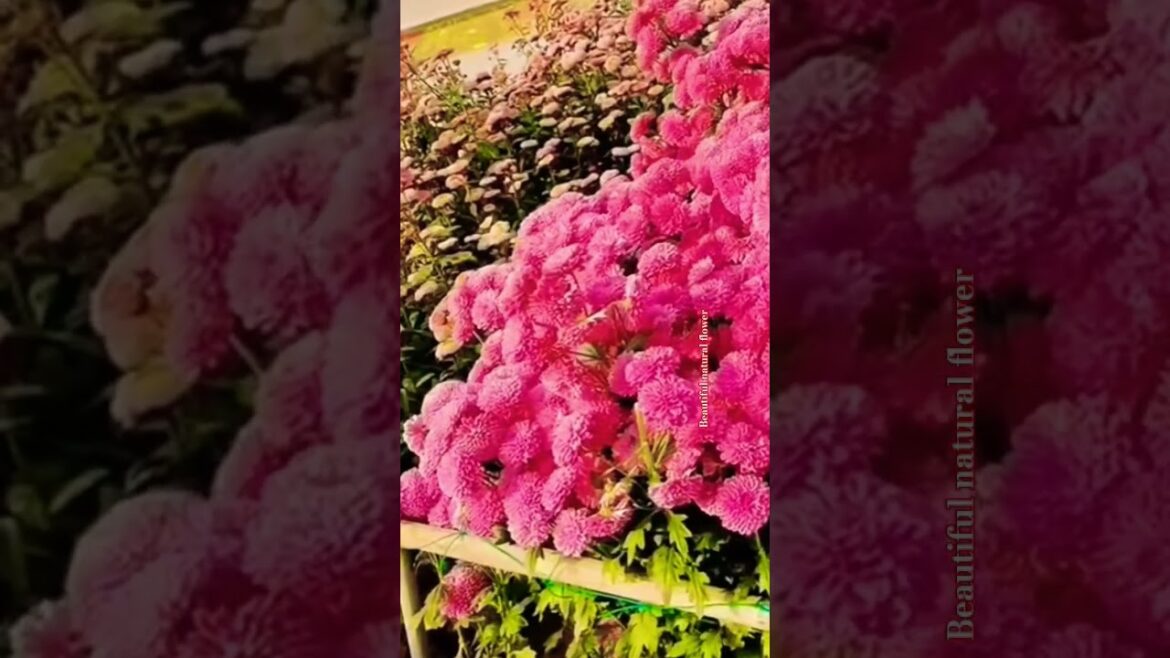 Beautiful colour flowers in India #terracegardenindia #flowers #flowergarden #nature #gardendesign