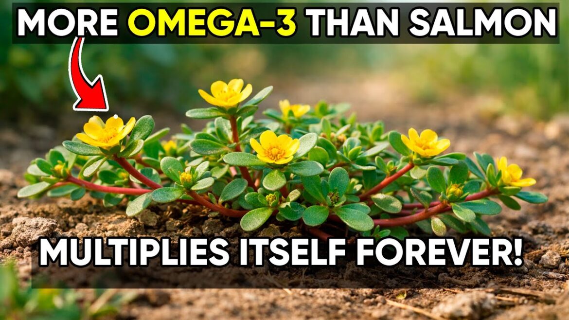 This Superfood Was Restricted — Now It Grows Everywhere!