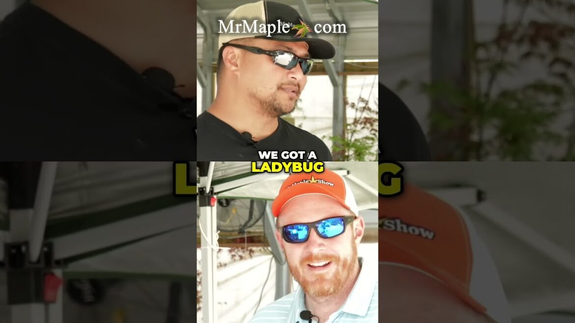 Acer palmatum 'Munnkawa' Japanese Maple Dream Tree!