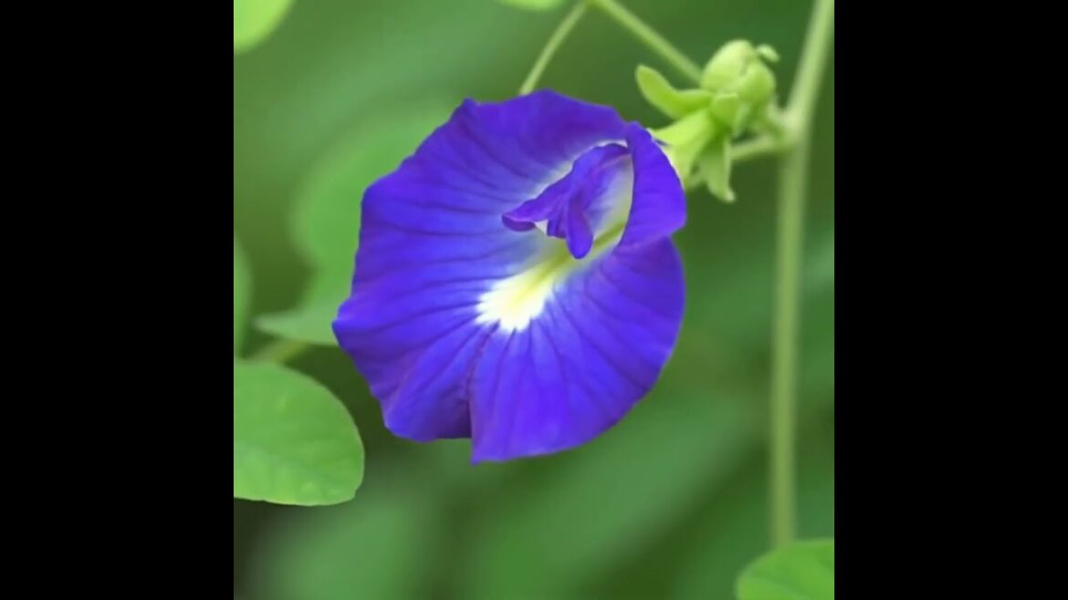 මල් දිහා නිකන් බලන් ඉන්න එපා, කන්න! 🌺🍽️