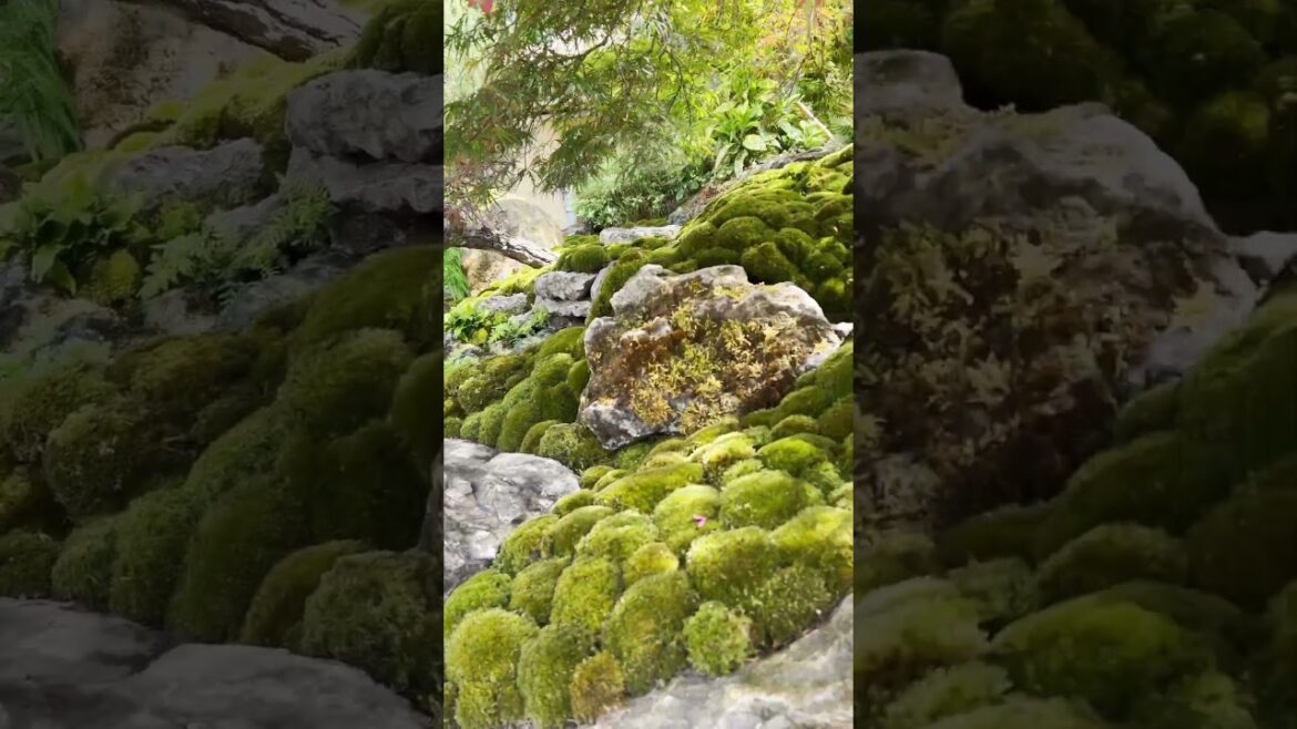 RHS Chelsea 2025: The Tea Garden  #gardendesign