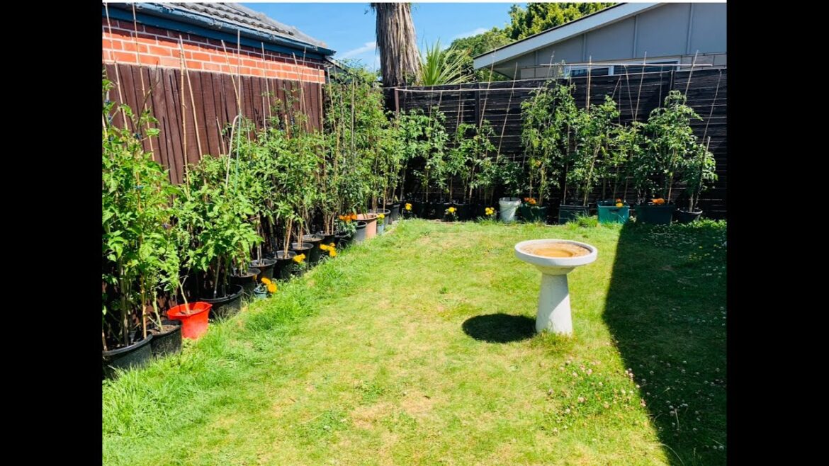 Container Gardening | Flower to Fruit in Pots-SE6 -Project Food Garden