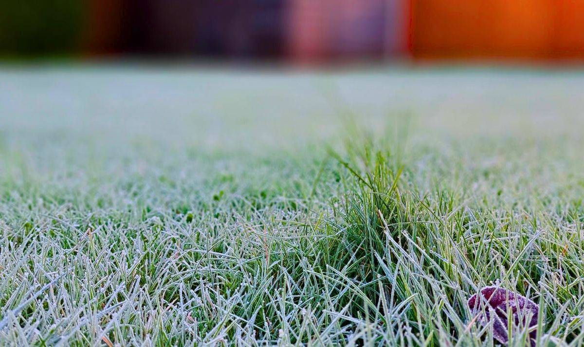 Picture of a frozen lawn