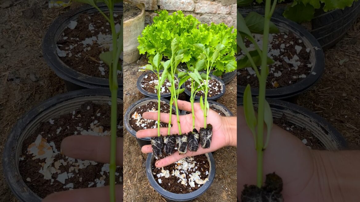 Growing hybird bell pepper saplings#shorts #youtubeshorts